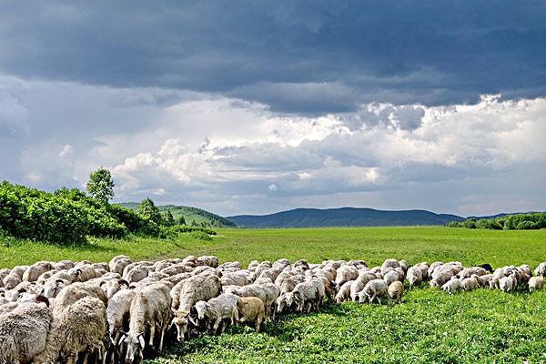 岳氏集團(tuán)考察內(nèi)蒙古興安盟烏蘭浩特有機(jī)農(nóng)產(chǎn)品、中草藥種植等相關(guān)產(chǎn)業(yè)情況